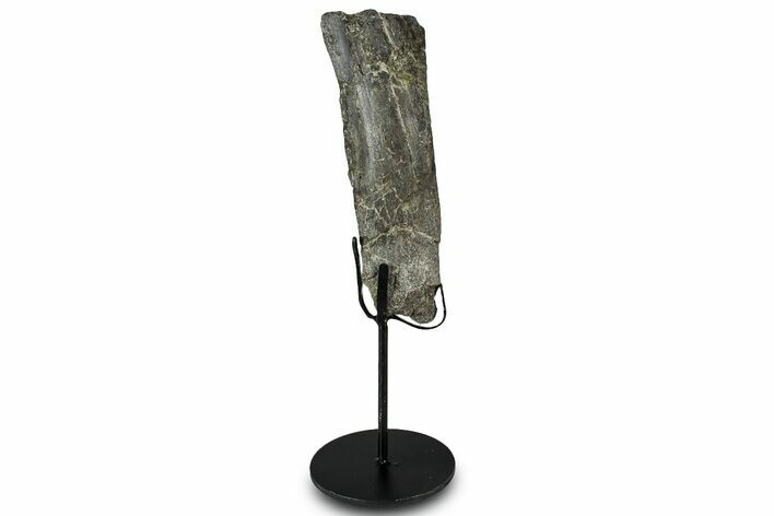 Fossil Sauropod Rib Bone Section w/ Metal Stand - Colorado #331243